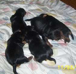 CACHORROS  YORKSHIRE TERRIER Mlaga, Espaa