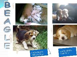 HERMOSOS CACHORROS BEAGLE 13