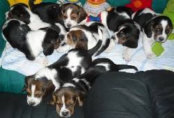 vendo cachorritos basset hound bogota, colombia