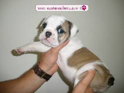 Bulldog Francs para la venta Medellin, Colombia