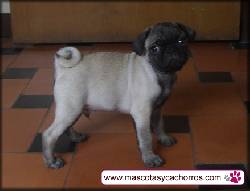 Pug  (Color Beige o crema) medellin, colombia