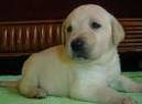 vendo perros schnauzer y labradores. cucuta cucuta, colombia