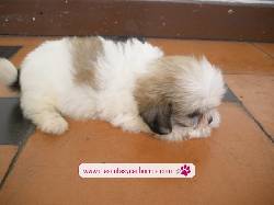 Shih tz para la venta Medellin, Colombia