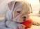 bulldog ingles para adopcion alicante, espain