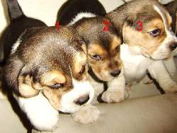 CACHORROS BEAGLE TRICOLOR ULTIMOS MACHOS! bogota, colombia