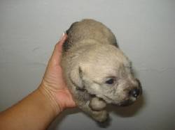 HERMOSOS CACHORROS SCHNAUZER PARA LA VENTA  Medellin, Colombia