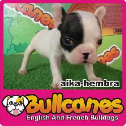 SUPER PROMOCIN DEL 20 AL 26 DE MARZO: Bulldogs Medellin, Colombia