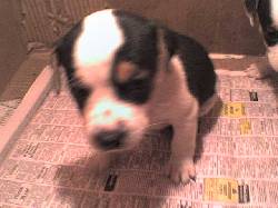 Venta cachorritos Jack Rusell  Bogota, Colombia
