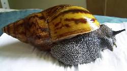  Achatina caracoles y otros caracoles tigre gigante par Madrid, Espaa