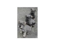 VENDO CACHORROS SCHNAUZER bogota, D.C., COLOMBIA