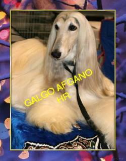 afganos galgo lebres cachorros vendo bogota, colombia