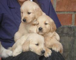 Vendo: Espectaculares cachorros Golden Retriever p Medellin, Colombia