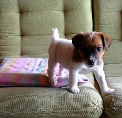Jack Russell Terrier.  Ultimos cachorritos Bogot, Colombia