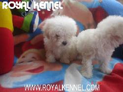 Poodle Miniatura de ROYAL KENNEL !18 RAZAS! Bogota, Colombia