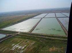 ASESORIA CRIA TILAPIA PECES Bogot, Colombia