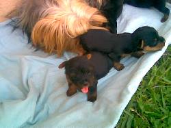 venta cachorros diferentes razas yotoco, colombia