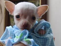 chihuahuas en colombia bogota, colombia