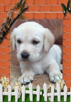 VENDO CACHORROS LABRADOR DORADOS 100% PUROS!! bogota, colombia