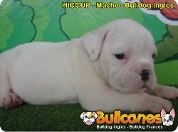 Hermosos Bulldog Ingls Miniatura en venta Medellin, Colombia