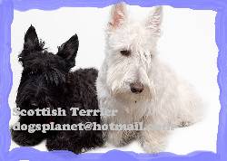 Scottish terrier escoses venta cachorros criadero  bogota, colombia