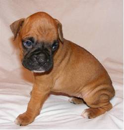 Ultimos cachorritos boxer bogota, Colombia