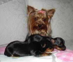 Cachorros Yorkshire Terrier para la venta Cali, Colombia