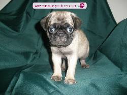 Pug Carlino para la venta Medellin, Colombia