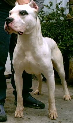 CRIADERO DOGO ARGENTINO CABAA SARASUA Quilmes Oeste, Argentina