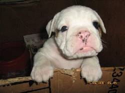 vendo cachorros bulldog blancos bogota, colombia