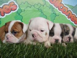 CACHORROS BULLDOG INGLS Y MINI-BULLDOG EN VENTA!! Medellin, Colombia