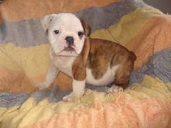 VENTA CACHORROS BULLDOG INGLES medellin, colombia