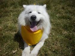hermosos samoyedo  tunja, colombia