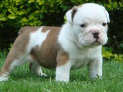 Femenino y Masculino Bulldog Ingls cachorros list madrid, espana