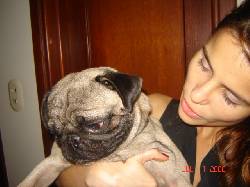 Perrito Pug busca Novia Cali, Colombia