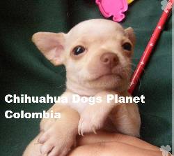 ♂CACHORRO CHIHUAHUA CRIADERO COLOMBIA VENTA ♂ bogota, colombia
