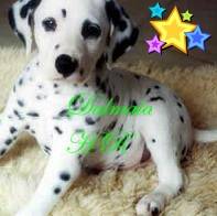 Dalmata espectaculares y excelentes  bogota, colombia