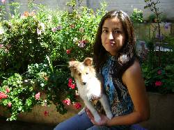 se vende cachorros Shetland Sheepdog (mini-Collie) Popayn, Colombia