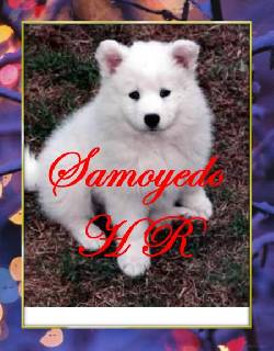 Samoyedo   espectaculares y excelentes  bogota, colombia