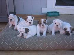REGALO NAVIDAD- CACHORROS BULLDOG INGLES mexico, mexico