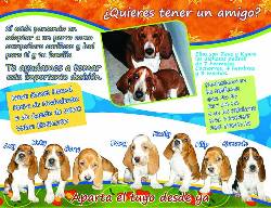 CACHORROS BASSET HOUND Bello, Colombia