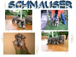 HERMOSOS CACHORROS SCHNAUZER MINIATURAS BOGOTA, COLOMBIA
