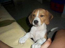 VENDO CACHORRA BEAGLE Bucaramanga, Colombia