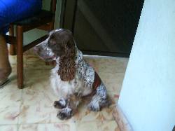 cachorros de cocker spaniel-ingles cali, colombia