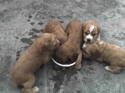 Vendo cocker spaniel legtimos BOGOTA, COLOMBIA