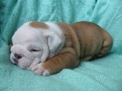 Bulldogs Nietos De Campeon Mundial Registrados  bogota, Colombia
