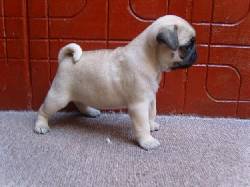 vendo hermosos cachorros pug bogota, colombia