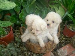 ***DIVINOS FRENCH POODLE MINI TOY L.D.S *** Bogota, Colombia