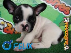 Bulldog Francs Espectaculares!! de bullcanes. Medellin, Colombia