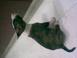 Hermoso cachorro Bull Terrier miniatura Medelln, Colombia