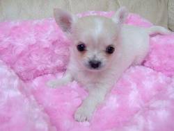 Excepcionales Cachorros Chihuahua Disponible Madrid, Espana